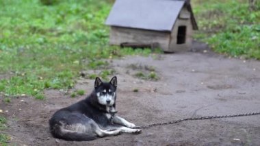 Husky bölgeyi koruyor. Zincirdeki köpek bahçeyi koruyor..