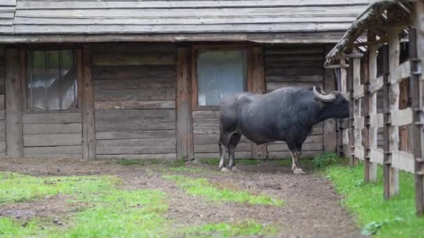 一只黑色的水牛站在动物园的圈子里 — 图库视频影像