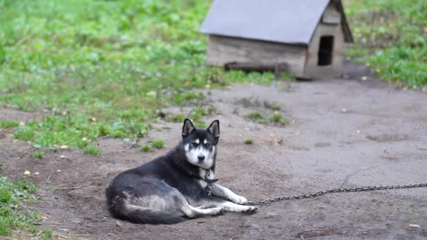 Husky Schützt Das Territorium Der Hund Der Kette Bewacht Den — Stockvideo
