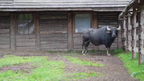 一只黑色的水牛站在动物园的圈子里 — 图库视频影像