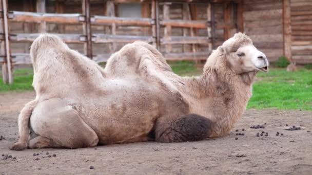 Camel Lies Zoo Enclosure — Stock Video