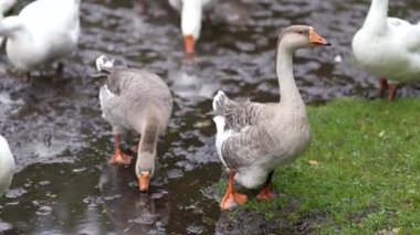 Kazlar nehirde yüzer ve sahildeki çimenleri çimdiklerler. Çiftlikte bir yaz günü gölette yüzen kaz sürüsü..