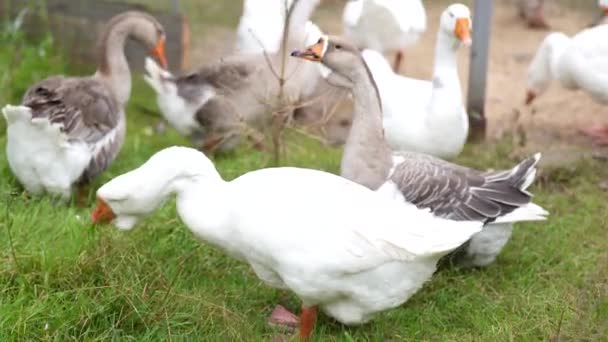鹅在河里游来游去 把海岸上的草捏碎了 夏天的一天 在一个农场里 一群鹅在池塘里游泳 — 图库视频影像
