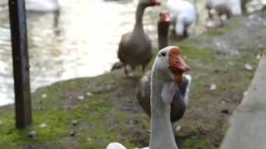 Kazlar nehirde yüzer ve sahildeki çimenleri çimdiklerler. Çiftlikte bir yaz günü gölette yüzen kaz sürüsü..