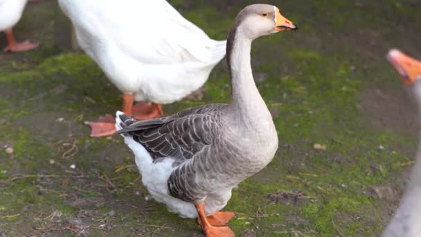 Geeseは川で泳ぎ 海岸から草をつまむ 農場で夏の日に池で泳ぐ雁 — ストック動画