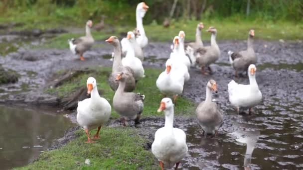 Geeseは川で泳ぎ 海岸から草をつまむ 農場で夏の日に池で泳ぐ雁 — ストック動画