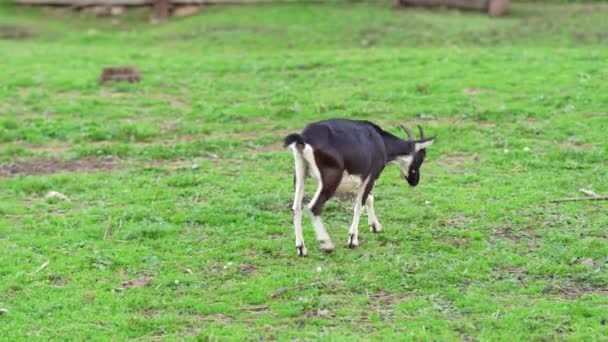 Las Cabras Pastan Claro Granja — Vídeo de stock