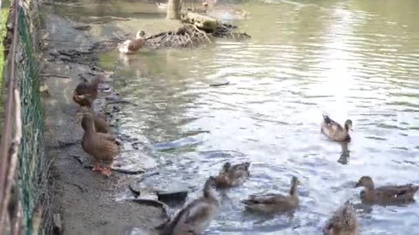 女が農場の池でアヒルに餌をやる — ストック動画