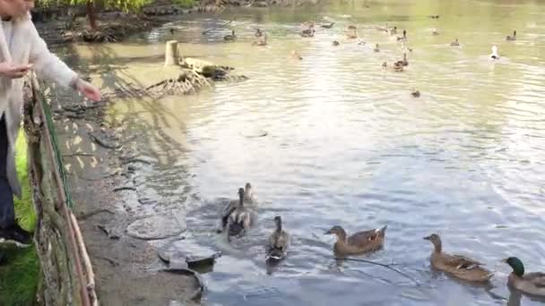 Una Chica Alimenta Patos Estanque Granja — Vídeos de Stock