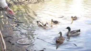 Bir kız çiftlik havuzunda ördekleri besler.