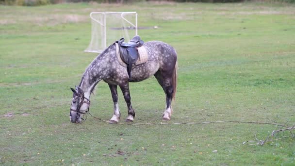 Лошадь пасутся на траве футбольного поля — стоковое видео