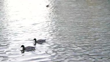 İki ördek bir gölde yüzer.