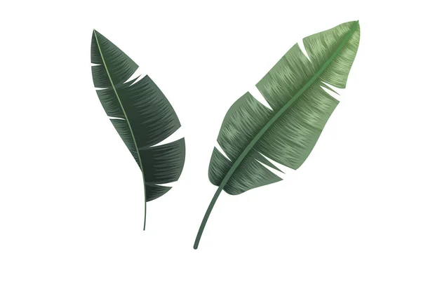 Tropical Leaves Isolated White Background Vector Illustration — Vetor de Stock
