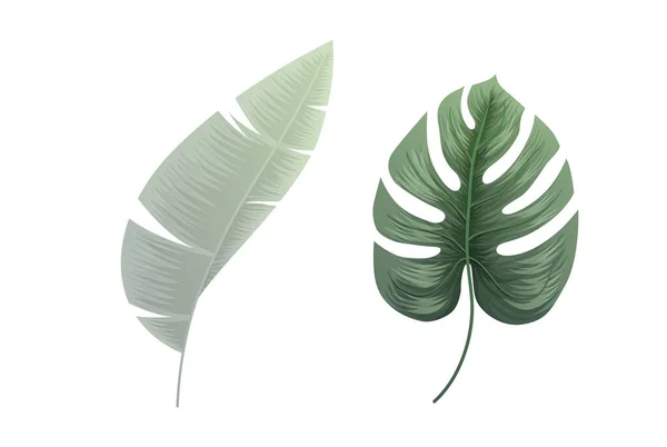 Tropical Leaves Isolated White Background Vector Illustration — Vetor de Stock