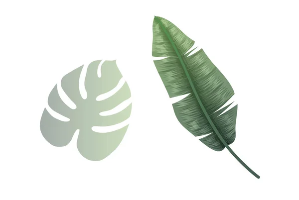 Tropical Leaves Isolated White Background Vector Illustration — Stockvektor