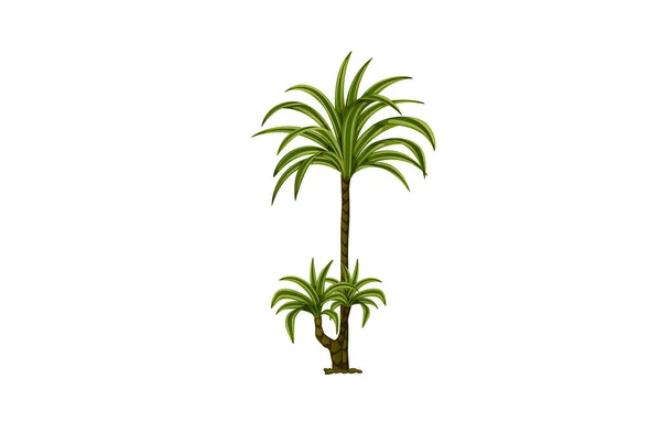 Palmiers Tropicaux Plantes Exotiques Tropicales Illustration Nature Sauvage Illustration Vectorielle — Image vectorielle