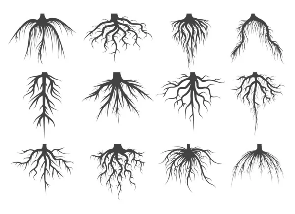 Tree roots sketch — Stock Vector