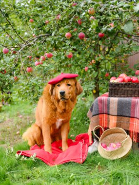 Kırmızı şapkalı (bereli) bir köpek bir elma ağacının altında kırmızı elma sepetlerinin yanında oturur. Bir köpeğin komik sonbahar portresi.