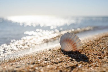 Güneşli bir günde, güzel beyaz bir kabuk deniz parıltısının arka planında duruyor. Deniz kabuğuna odaklan..