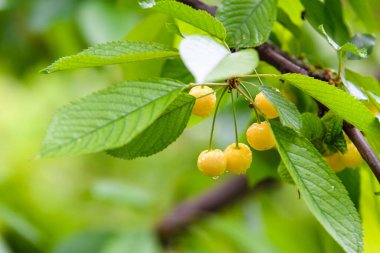 Ağaçta olgun sarı kirazlardan bir dal. Seçici odak.