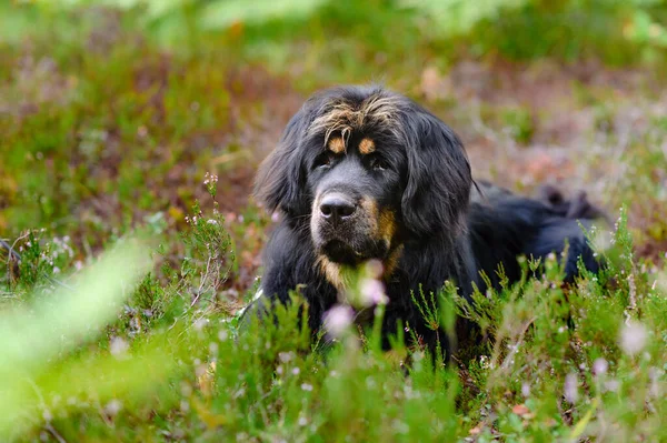 Retrato Grande Cão Preto Uma Clareira Florestal — Fotografia de Stock