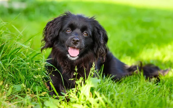 Cachorro Preto Positivo Está Olhando Para Câmera Sorrindo Cachorro Preto — Fotografia de Stock