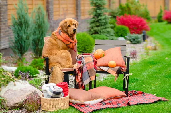 Λυπημένος Σκύλος Κάθεται Μια Καρέκλα Φορώντας Ένα Μαντήλι Φθινόπωρο Δίπλα — Φωτογραφία Αρχείου