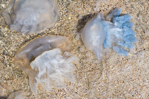 Azul Branco Enorme Cornerot Medusas Close Medusas Mar Negro — Fotografia de Stock
