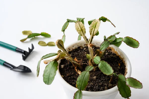 Sick houseplant close-up against the background of gardening tools. Sick dry cactus. Selective focus on diseased leaves.