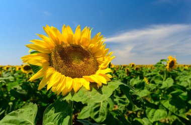 Güneşli bir günde, masmavi bir gökyüzünün zemininde olgun, büyük bir ayçiçeği büyür..