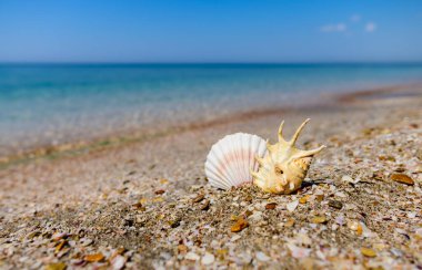 Şeffaf mavi suyun arka planında deniz kabukları olan güzel bir deniz manzarası. Yakınlardaki sivri uçlu bir kabuğa odaklanın..