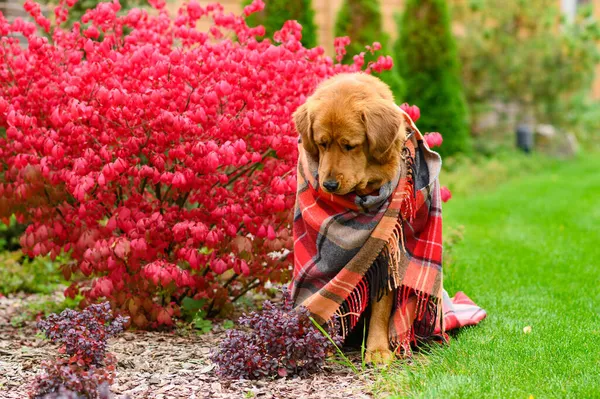Ένα Λυπημένο Σκυλί Κάθεται Καλυμμένο Μια Κουβέρτα Στο Δρόμο — Φωτογραφία Αρχείου