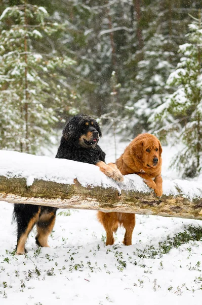 Δύο Μεγάλα Σκυλιά Στο Χειμερινό Πευκοδάσος Επιλεκτική Εστίαση Ένα Μαύρο — Φωτογραφία Αρχείου