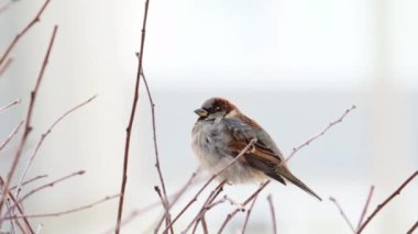 Kışın bir serçe şehrin arka planına karşı bir çalılığın dallarında oturur. Yakın plan..