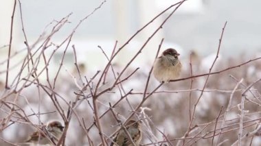 Bazı serçeler kışın şiddetli don altında dallarda otururlar. Yakın plan. Bir kuşa odaklan.