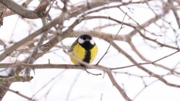 Titmouse Gałęzi Wietrznej Pogodzie Tle Śniegu Mały Ptak Zimie — Wideo stockowe