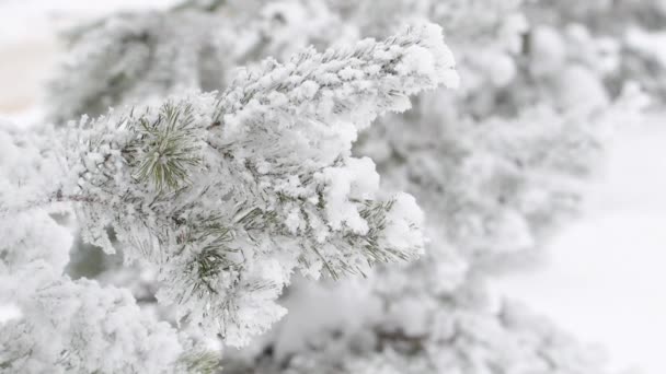 在冬天的森林里 一个孩子的手从松树枝上抖落了雪 冬季森林结霜 — 图库视频影像