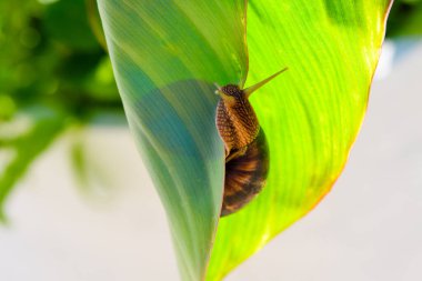 Büyük bir salyangoz büyük yeşil bir bitki yaprağına asılır. Kafaya seçici odaklanma.