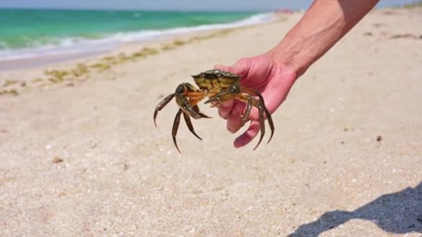 Enorm Mörk Krabba Mans Hand Krabba Fångad Svarta Havet — Stockvideo