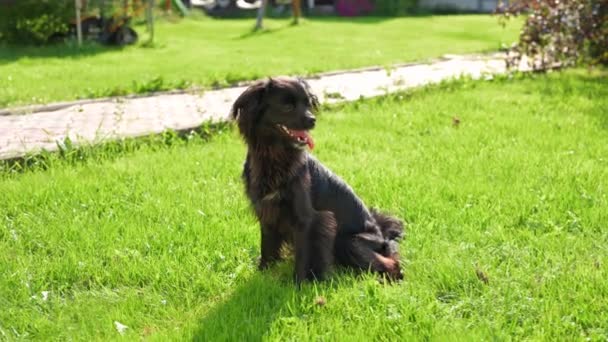 Cute Black Dog Sits Grass Looks Side Camera — Stock Video