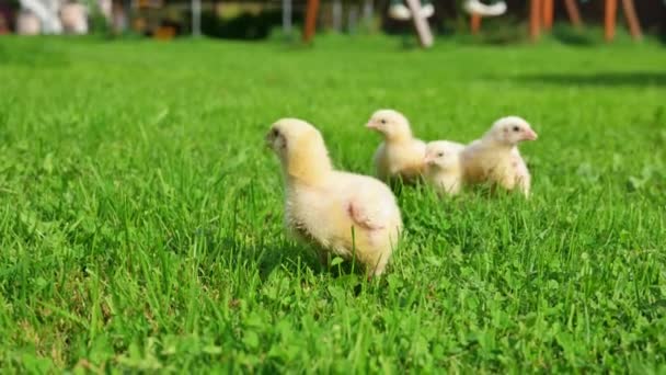 Pulcini Alla Griglia Neonati Stanno Camminando Erba Verde Prima Volta — Video Stock