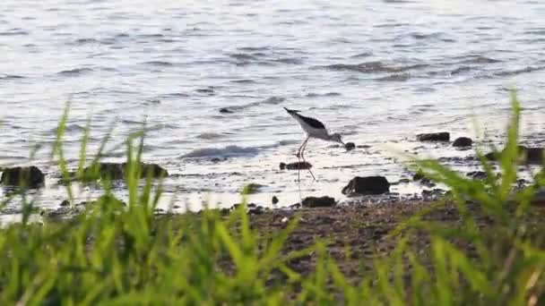 一只长着长腿的野生海鸟沿着海岸散步 用长嘴收集食物 — 图库视频影像