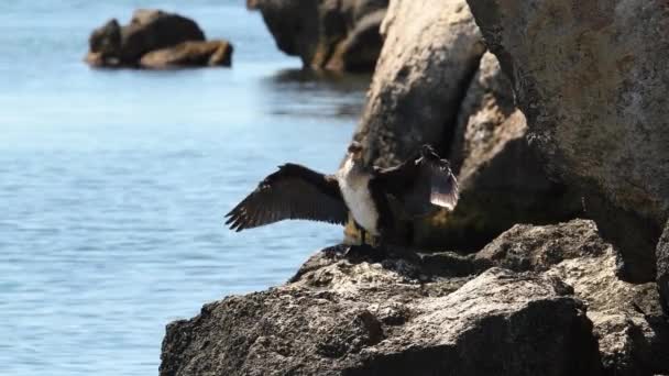 Velký Divoký Mořský Pták Sedí Skále Roztaženými Křídly Velký Černý — Stock video