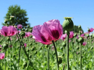 Mor gelincikler ve mavi gökyüzü