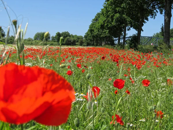 Indah Bidang Poppy Dengan Semak Semak Dan Langit Biru — Stok Foto