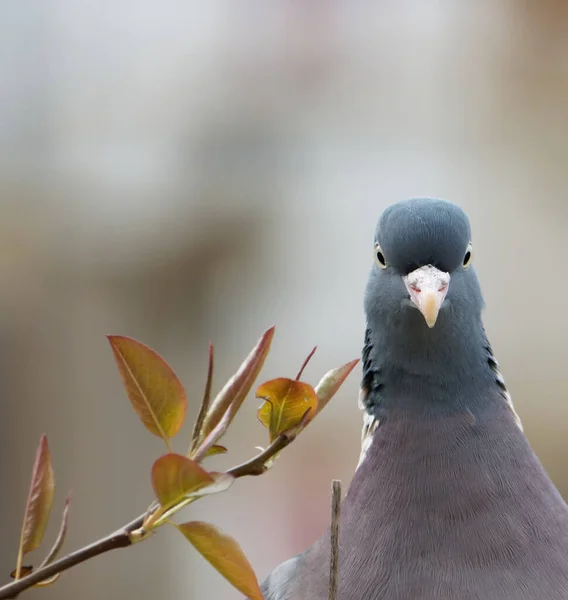 Wood Pigeon Looks Balcony Railing Closeup — Stock Photo, Image
