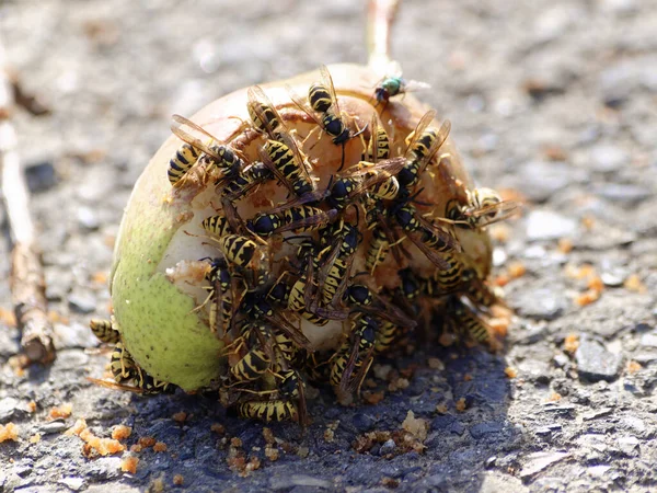 Beaucoup Guêpes Sur Une Pomme Pomme Est Dans Rue — Photo