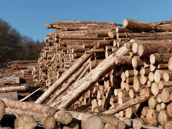 Felled timber log pile in woodland, felled tree trunks, forest
