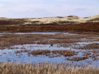 Yaz manzarası, Almanya 'nın Sylt adasındaki kum tepelerinden ön plandaki su kuşlarının manzarası.