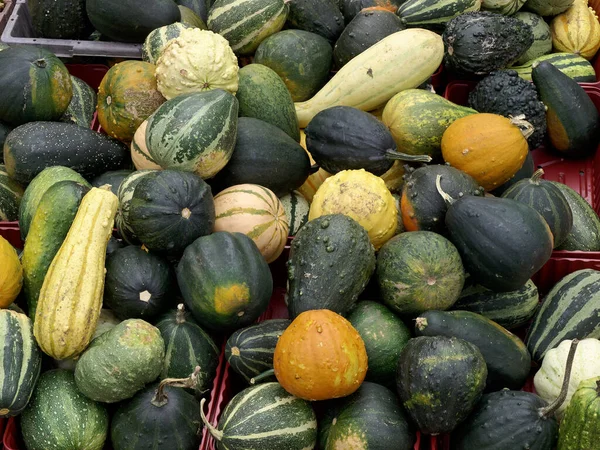 Pazardaki birçok farklı süs kabağı ve balkabağının üst görünümü